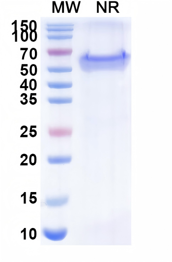 CD19/CD3 epsilon Blinatumomab Mouse Monoclonal Antibody