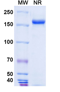 Pertuzumab Human Monoclonal Antibody