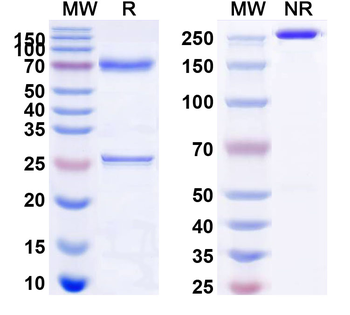 Brentuximab Chimeric Monoclonal Antibody