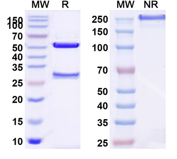 Tocilizumab Human Monoclonal Antibody