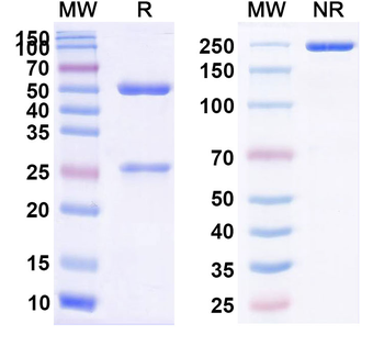 Eculizumab Human Monoclonal Antibody