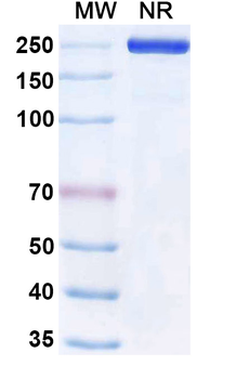 Panitumumab Human Monoclonal Antibody