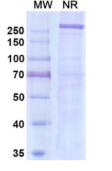 Natalizumab Human Monoclonal Antibody