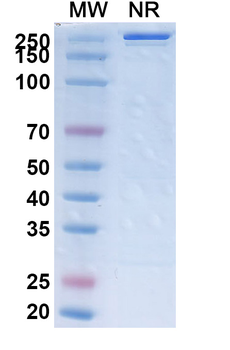 Gemtuzumab Human Monoclonal Antibody