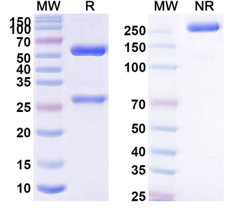 Capromab Mouse Monoclonal Antibody