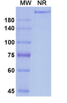 antibody Human Monoclonal Antibody