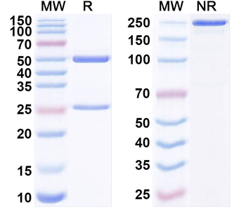 antibody Human Monoclonal Antibody