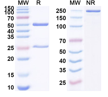 antibody Human Monoclonal Antibody
