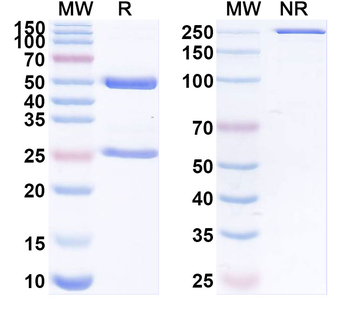 antibody Human Monoclonal Antibody