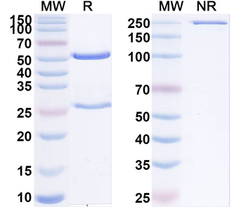 antibody Human Monoclonal Antibody
