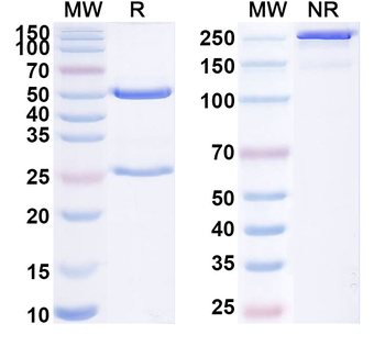 Antibody Human Monoclonal Antibody