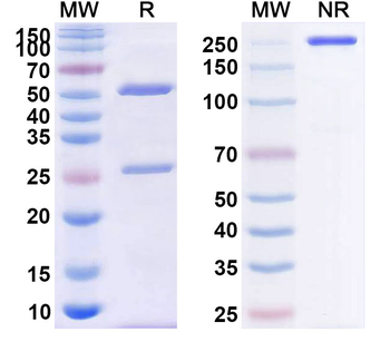 TNFa/TNF-alpha Human Monoclonal Antibody