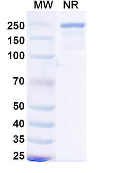 Rafivirumab Human Monoclonal Antibody