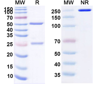 Foravirumab Human Monoclonal Antibody