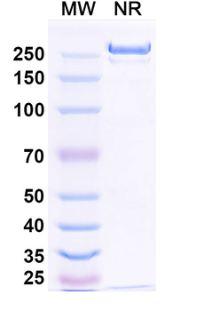 Suptavumab Human Monoclonal Antibody