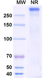 Antibody Mouse Monoclonal Antibody