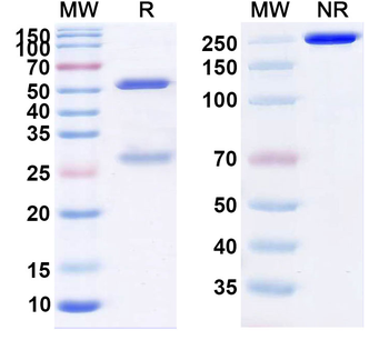 Felvizumab Human Monoclonal Antibody