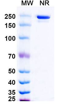 Motavizumab Human Monoclonal Antibody