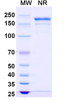 Nirsevimab Human Monoclonal Antibody
