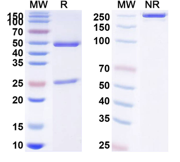 Lesofavumab Human Monoclonal Antibody
