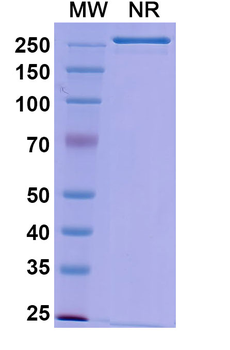 Gedivumab Human Monoclonal Antibody