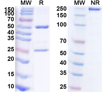 Navivumab Human Monoclonal Antibody