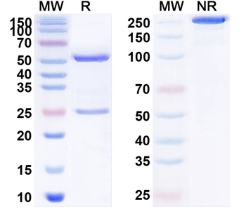 Firivumab Human Monoclonal Antibody