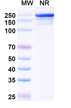 Diridavumab Human Monoclonal Antibody