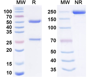Elipovimab Human Monoclonal Antibody