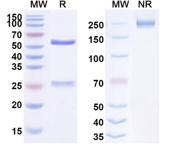 Suvizumab Human Monoclonal Antibody
