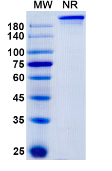 Lenvervimab Human Monoclonal Antibody