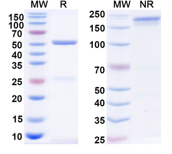 Antibody Human Monoclonal Antibody