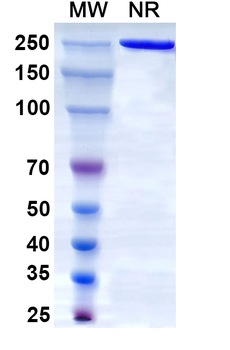 Libivirumab Human Monoclonal Antibody