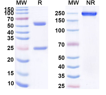 Tuvirumab Human Monoclonal Antibody