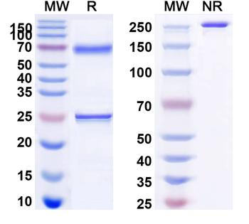 Bamlanivimab Human Monoclonal Antibody