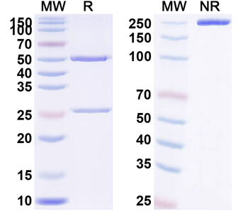 Suvratoxumab Human Monoclonal Antibody