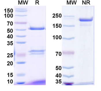 Talquetamab Human Monoclonal Antibody