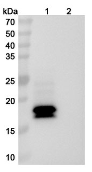 Talquetamab Human Monoclonal Antibody