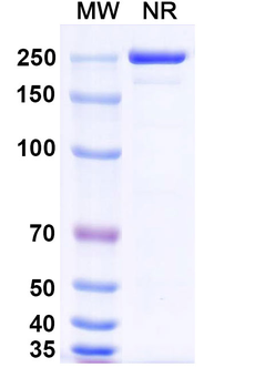 Codrituzumab Human Monoclonal Antibody