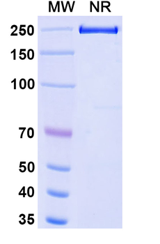 Bimagrumab Human Monoclonal Antibody