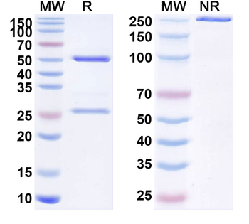 Ascrinvacumab Human Monoclonal Antibody