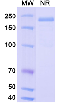 Vantictumab Human Monoclonal Antibody