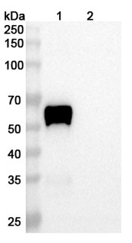 Vantictumab Human Monoclonal Antibody
