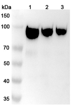 alfa Human Monoclonal Antibody