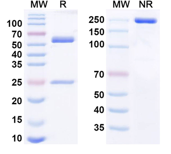 Rolinsatamab Chimeric Monoclonal Antibody