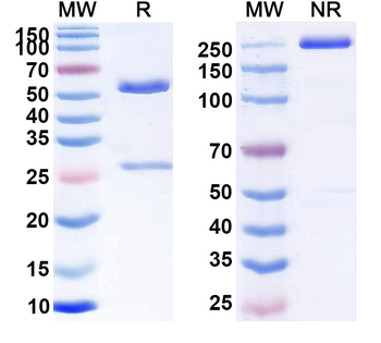 Tacatuzumab Human Monoclonal Antibody