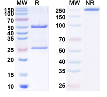 Imalumab Human Monoclonal Antibody