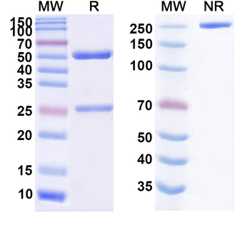 Amatuximab Chimeric Monoclonal Antibody