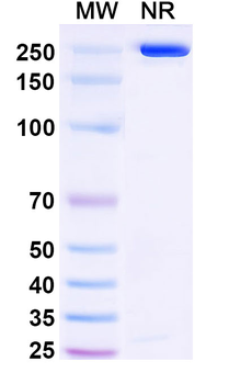 Anetumab Human Monoclonal Antibody