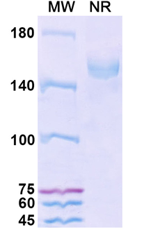 Volagidemab Human Monoclonal Antibody